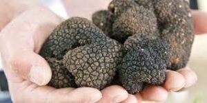 Pesona Truffle Italia Kelezatan dan Mewahnya Jamur Mentah